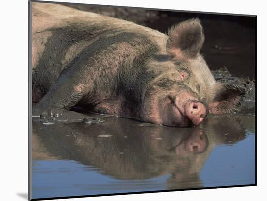 Domestic Pig Wallowing in Mud, USA-Lynn M. Stone-Mounted Photographic Print