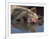 Domestic Pig Wallowing in Mud, USA-Lynn M. Stone-Framed Photographic Print