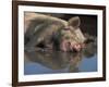 Domestic Pig Wallowing in Mud, USA-Lynn M. Stone-Framed Photographic Print