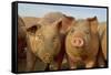 Domestic Pig, young, group in open field on commercial freerange unit, Norfolk-Roger Tidman-Framed Stretched Canvas