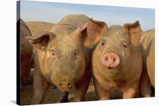 Domestic Pig, young, group in open field on commercial freerange unit, Norfolk-Roger Tidman-Stretched Canvas