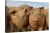 Domestic Pig, young, group in open field on commercial freerange unit, Norfolk-Roger Tidman-Stretched Canvas