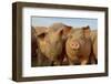 Domestic Pig, young, group in open field on commercial freerange unit, Norfolk-Roger Tidman-Framed Photographic Print