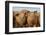 Domestic Pig, young, group in open field on commercial freerange unit, Norfolk-Roger Tidman-Framed Photographic Print