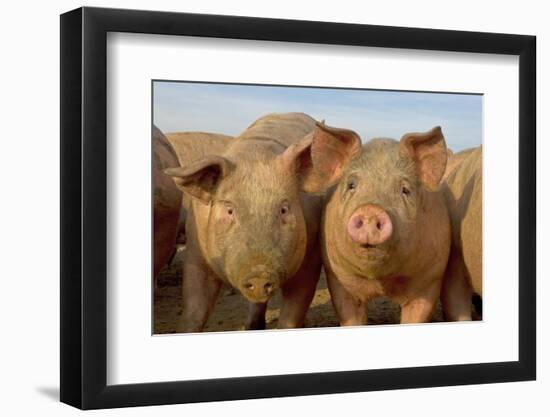 Domestic Pig, young, group in open field on commercial freerange unit, Norfolk-Roger Tidman-Framed Photographic Print