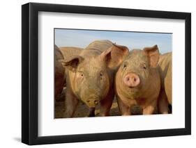 Domestic Pig, young, group in open field on commercial freerange unit, Norfolk-Roger Tidman-Framed Photographic Print