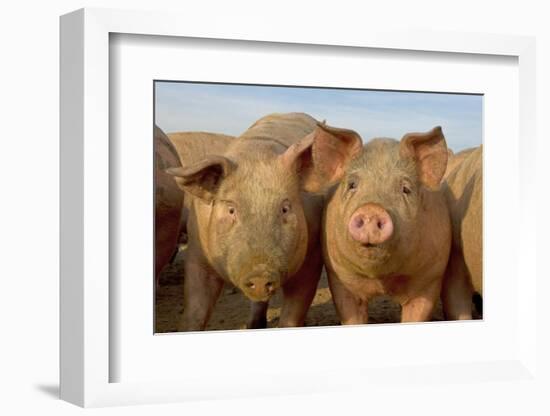 Domestic Pig, young, group in open field on commercial freerange unit, Norfolk-Roger Tidman-Framed Photographic Print