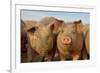 Domestic Pig, young, group in open field on commercial freerange unit, Norfolk-Roger Tidman-Framed Photographic Print