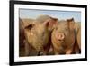 Domestic Pig, young, group in open field on commercial freerange unit, Norfolk-Roger Tidman-Framed Photographic Print
