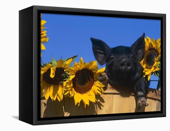 Domestic Piglet, Amongst Sunflowers, USA-Lynn M. Stone-Framed Stretched Canvas