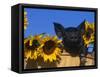 Domestic Piglet, Amongst Sunflowers, USA-Lynn M. Stone-Framed Stretched Canvas