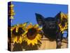 Domestic Piglet, Amongst Sunflowers, USA-Lynn M. Stone-Stretched Canvas