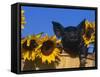 Domestic Piglet, Amongst Sunflowers, USA-Lynn M. Stone-Framed Stretched Canvas