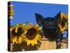 Domestic Piglet, Amongst Sunflowers, USA-Lynn M. Stone-Stretched Canvas