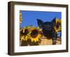 Domestic Piglet, Amongst Sunflowers, USA-Lynn M. Stone-Framed Premium Photographic Print