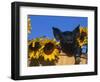 Domestic Piglet, Amongst Sunflowers, USA-Lynn M. Stone-Framed Premium Photographic Print