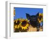 Domestic Piglet, Amongst Sunflowers, USA-Lynn M. Stone-Framed Premium Photographic Print