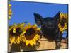 Domestic Piglet, Amongst Sunflowers, USA-Lynn M. Stone-Mounted Premium Photographic Print