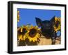 Domestic Piglet, Amongst Sunflowers, USA-Lynn M. Stone-Framed Photographic Print