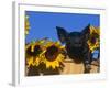 Domestic Piglet, Amongst Sunflowers, USA-Lynn M. Stone-Framed Photographic Print