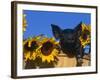 Domestic Piglet, Amongst Sunflowers, USA-Lynn M. Stone-Framed Photographic Print