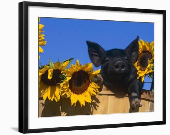 Domestic Piglet, Amongst Sunflowers, USA-Lynn M. Stone-Framed Photographic Print