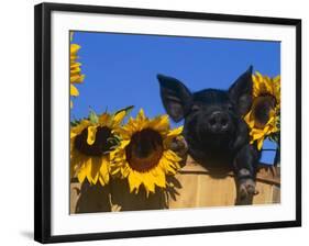 Domestic Piglet, Amongst Sunflowers, USA-Lynn M. Stone-Framed Photographic Print