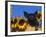 Domestic Piglet, Amongst Sunflowers, USA-Lynn M. Stone-Framed Photographic Print