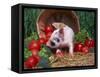 Domestic Piglet, Amongst Vegetables, USA-Lynn M. Stone-Framed Stretched Canvas