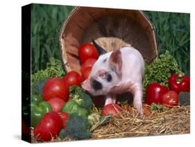 Domestic Piglet, Amongst Vegetables, USA-Lynn M. Stone-Stretched Canvas