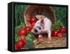 Domestic Piglet, Amongst Vegetables, USA-Lynn M. Stone-Framed Stretched Canvas