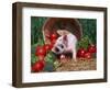 Domestic Piglet, Amongst Vegetables, USA-Lynn M. Stone-Framed Premium Photographic Print