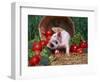 Domestic Piglet, Amongst Vegetables, USA-Lynn M. Stone-Framed Premium Photographic Print