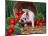 Domestic Piglet, Amongst Vegetables, USA-Lynn M. Stone-Mounted Premium Photographic Print