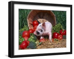 Domestic Piglet, Amongst Vegetables, USA-Lynn M. Stone-Framed Premium Photographic Print