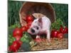 Domestic Piglet, Amongst Vegetables, USA-Lynn M. Stone-Mounted Premium Photographic Print