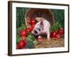 Domestic Piglet, Amongst Vegetables, USA-Lynn M. Stone-Framed Photographic Print