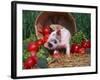 Domestic Piglet, Amongst Vegetables, USA-Lynn M. Stone-Framed Photographic Print