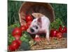 Domestic Piglet, Amongst Vegetables, USA-Lynn M. Stone-Mounted Photographic Print