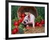 Domestic Piglet, Amongst Vegetables, USA-Lynn M. Stone-Framed Photographic Print