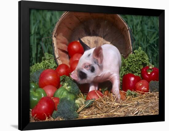 Domestic Piglet, Amongst Vegetables, USA-Lynn M. Stone-Framed Photographic Print