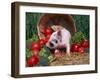 Domestic Piglet, Amongst Vegetables, USA-Lynn M. Stone-Framed Photographic Print