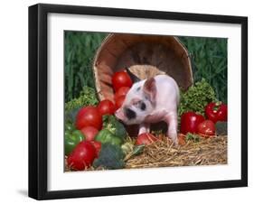 Domestic Piglet, Amongst Vegetables, USA-Lynn M. Stone-Framed Photographic Print