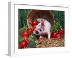 Domestic Piglet, Amongst Vegetables, USA-Lynn M. Stone-Framed Photographic Print