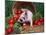 Domestic Piglet, Amongst Vegetables, USA-Lynn M. Stone-Mounted Photographic Print