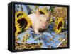 Domestic Piglet and Sunflowers, USA-Lynn M. Stone-Framed Stretched Canvas