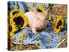 Domestic Piglet and Sunflowers, USA-Lynn M. Stone-Stretched Canvas