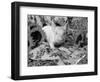 Domestic Piglet and Sunflowers, USA-Lynn M. Stone-Framed Premium Photographic Print