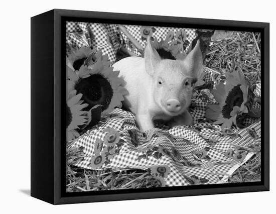 Domestic Piglet and Sunflowers, USA-Lynn M. Stone-Framed Stretched Canvas