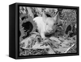 Domestic Piglet and Sunflowers, USA-Lynn M. Stone-Framed Stretched Canvas